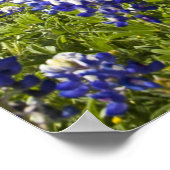 Texas bluebonnets (Lupinus texensis) und Eiche Poster (Ecke)