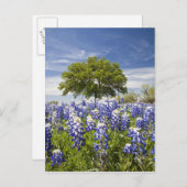 Texas bluebonnets (Lupinus texensis) und Eiche Postkarte (Vorne/Hinten)