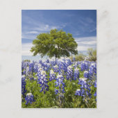 Texas bluebonnets (Lupinus texensis) und Eiche Postkarte (Vorderseite)
