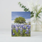 Texas bluebonnets (Lupinus texensis) und Eiche Postkarte (Stehend Vorderseite)