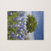 Texas bluebonnets (Lupinus texensis) und Eiche Puzzle (Horizontal)