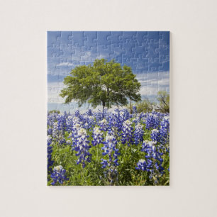 Texas bluebonnets (Lupinus texensis) und Eiche Puzzle