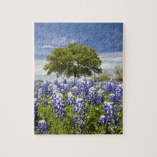 Texas bluebonnets (Lupinus texensis) und Eiche Puzzle (Vertikal)