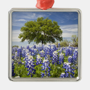 Texas bluebonnets (Lupinus texensis) und Eiche Silbernes Ornament