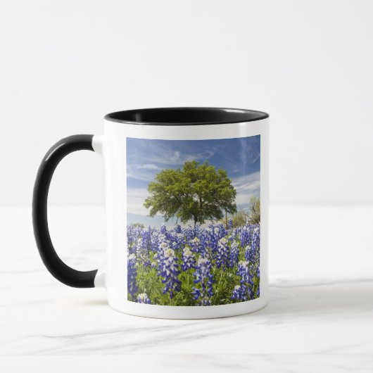Texas bluebonnets (Lupinus texensis) und Eiche Tasse (Links)