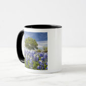 Texas bluebonnets (Lupinus texensis) und Eiche Tasse (Vorderseite Links)