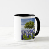Texas bluebonnets (Lupinus texensis) und Eiche Tasse (VorderseiteRechts)