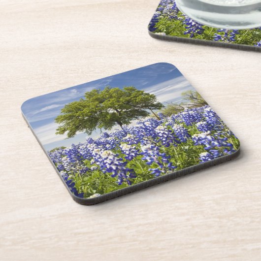 Texas bluebonnets (Lupinus texensis) und Eiche Untersetzer (Linke Seite)