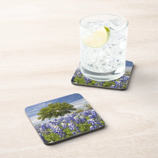 Texas bluebonnets (Lupinus texensis) und Eiche Untersetzer (Rechte Seite)