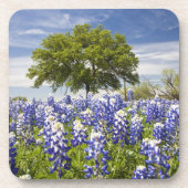 Texas bluebonnets (Lupinus texensis) und Eiche Untersetzer (Vorderseite)