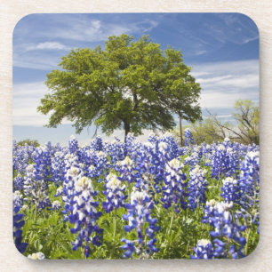 Texas bluebonnets (Lupinus texensis) und Eiche Untersetzer