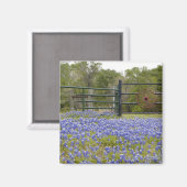 Texas Bluebonnets Magnet (Vorderseite/Rückseite)