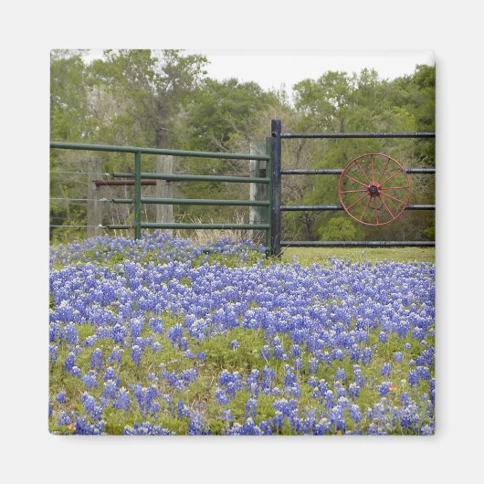 Texas Bluebonnets Magnet (Vorne)