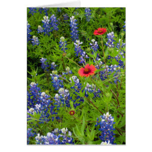 Texas Bluebonnets mit indischen Deckeln