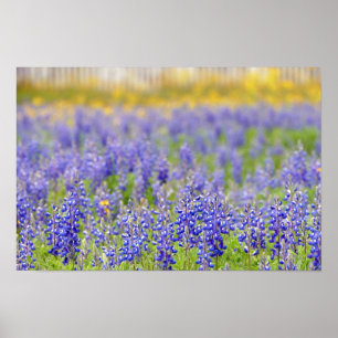 Texas Bluebonnets, Nacogdoches Landkreis Poster