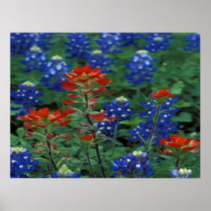Texas Bluebonnets & Paintbrush Blume Art Print Poster