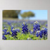 Texas Bluebonnets Poster (Vorne)