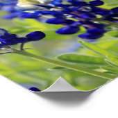 Texas Bluebonnets Poster (Ecke)