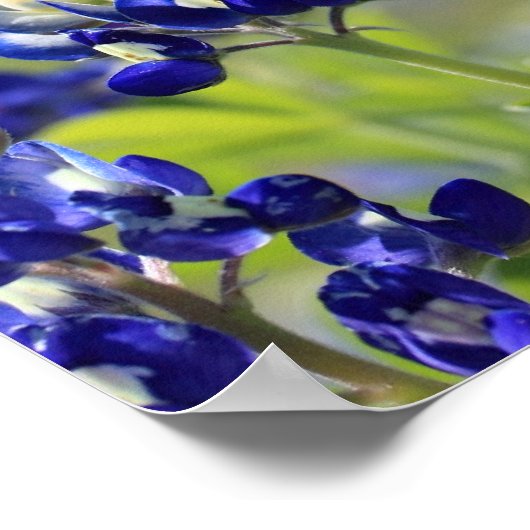 Texas Bluebonnets Poster (Ecke)