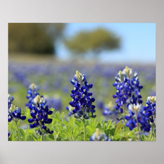 Texas Bluebonnets Poster (Vorne)