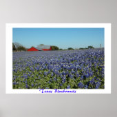 Texas Bluebonnets Poster (Vorne)