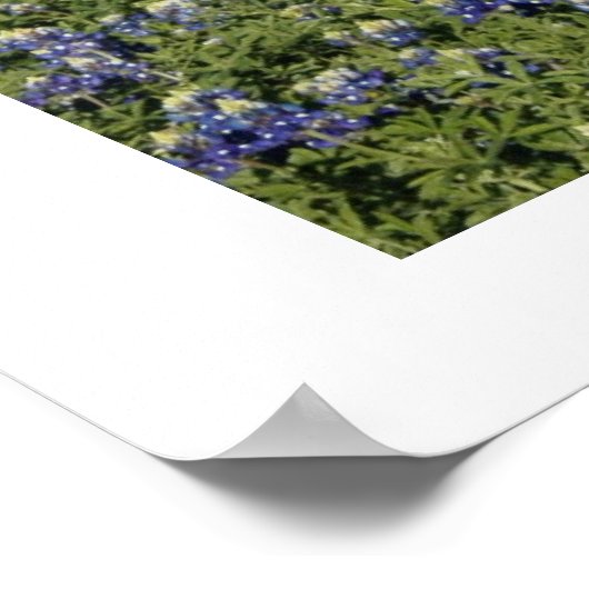 Texas Bluebonnets Poster (Ecke)