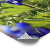 Texas Bluebonnets Poster (Ecke)