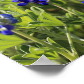 Texas Bluebonnets Poster (Ecke)