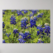 Texas Bluebonnets Poster (Vorne)