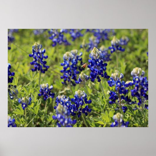 Texas Bluebonnets Poster (Vorne)