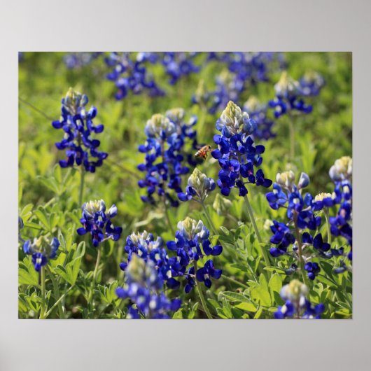 Texas Bluebonnets Poster (Vorne)