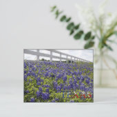 Texas Bluebonnets Postkarte (Stehend Vorderseite)