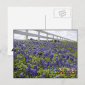 Texas Bluebonnets Postkarte (Vorne/Hinten)