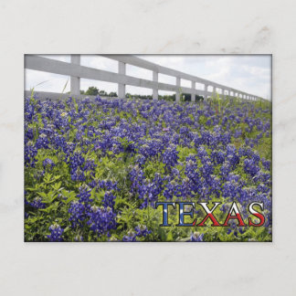 Texas Bluebonnets Postkarte