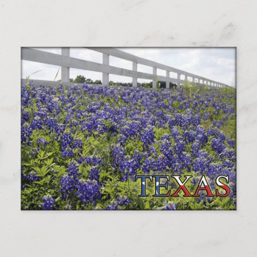 Texas Bluebonnets Postkarte (Vorderseite)
