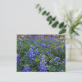 TEXAS BLUEBONNETS POSTKARTE (Stehend Vorderseite)