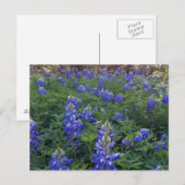 TEXAS BLUEBONNETS POSTKARTE (Vorne/Hinten)
