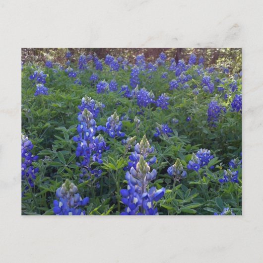 TEXAS BLUEBONNETS POSTKARTE (Vorderseite)