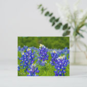 Texas bluebonnets postkarte (Stehend Vorderseite)