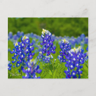 Texas bluebonnets postkarte