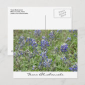 Texas Bluebonnets Postkarte (Vorne/Hinten)