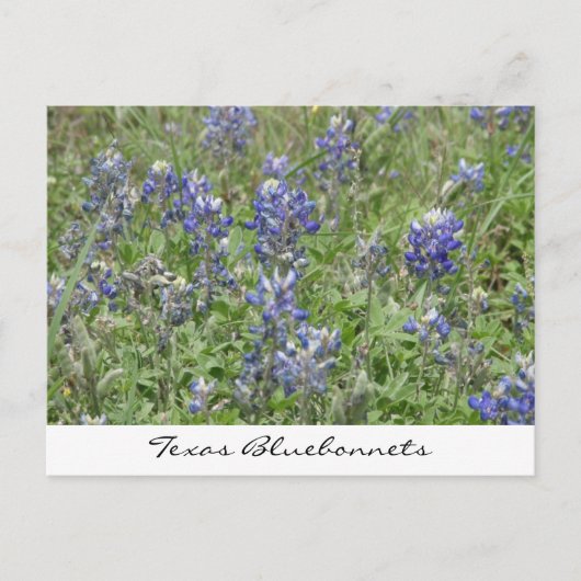 Texas Bluebonnets Postkarte (Vorderseite)