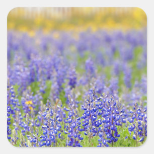 Texas Bluebonnets Quadratischer Aufkleber