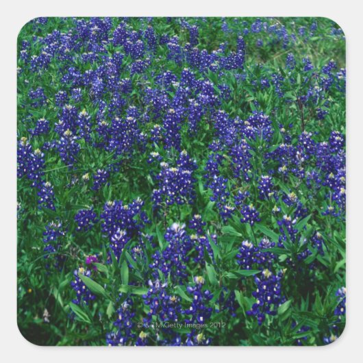 Texas Bluebonnets Quadratischer Aufkleber (Vorderseite)