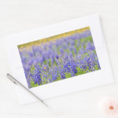 Texas Bluebonnets Rechteckiger Aufkleber (Umschlag)