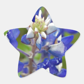 Texas Bluebonnets Stern-Aufkleber