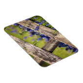 Texas Bluebonnets um einen Länderzaun Magnet (Rechte Seite)