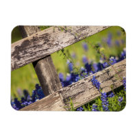 Texas Bluebonnets um einen Länderzaun