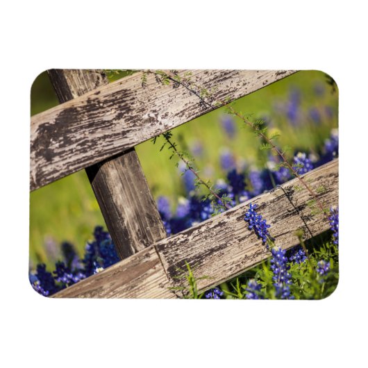 Texas Bluebonnets um einen Länderzaun Magnet (Horizontal)