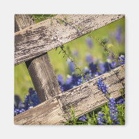 Texas Bluebonnets um einen Länderzaun